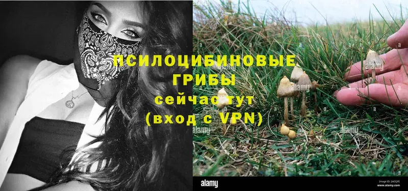 Псилоцибиновые грибы Psilocybine cubensis  Асбест 